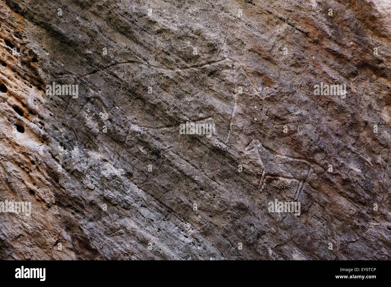 Ancient Petroglyph dating back to 10,000 BC depicting cattle at Gobustan National Park located west of the settlement of Gobustan on the Caspian Sea Azerbaijan Stock Photo