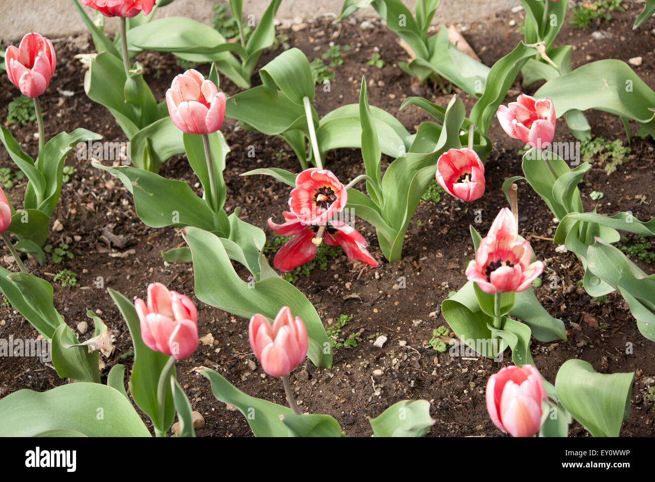 A Tulip Bed Stock Photo Alamy