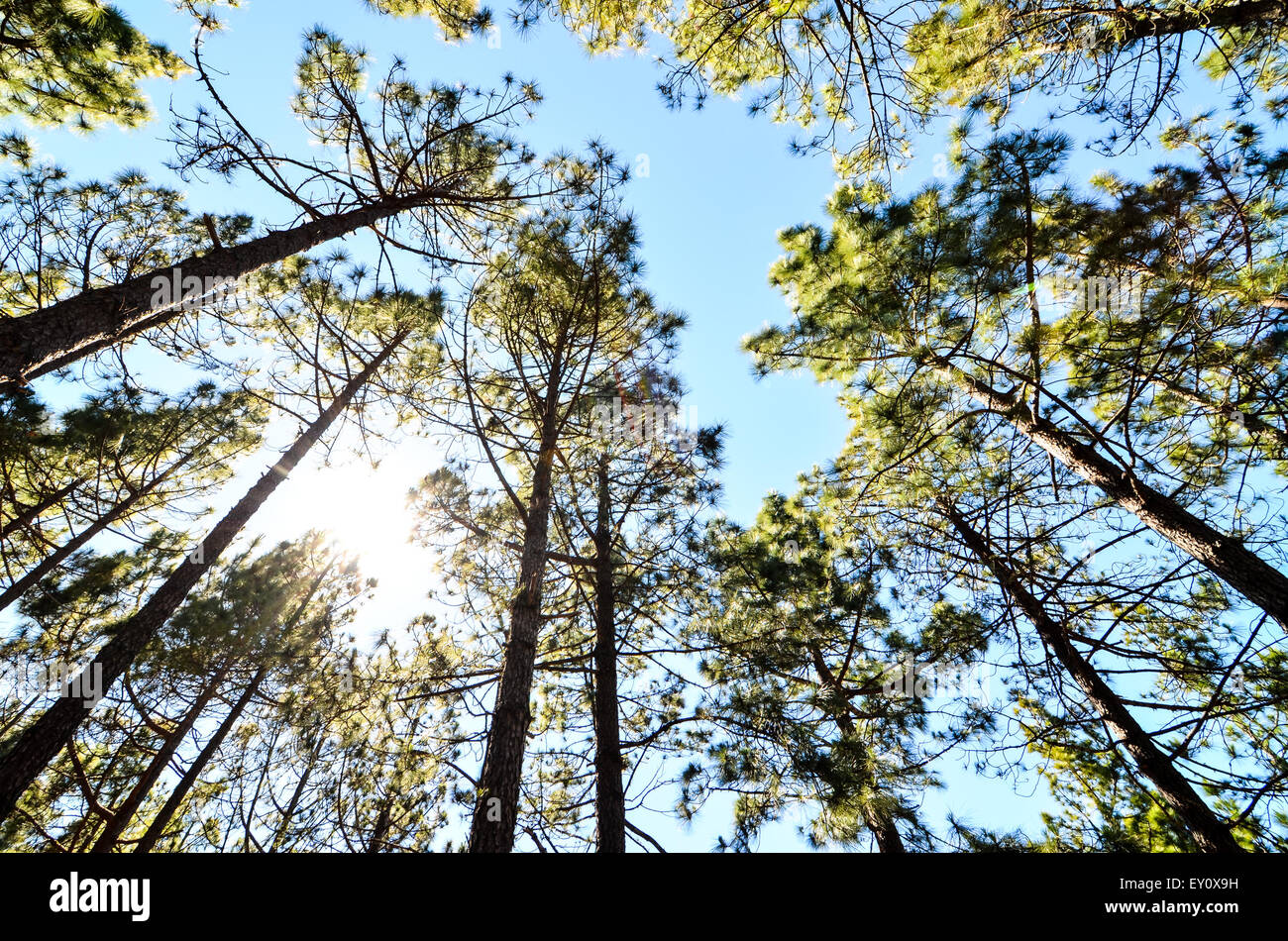 Very High Pine Wood Forest Stock Photo - Alamy