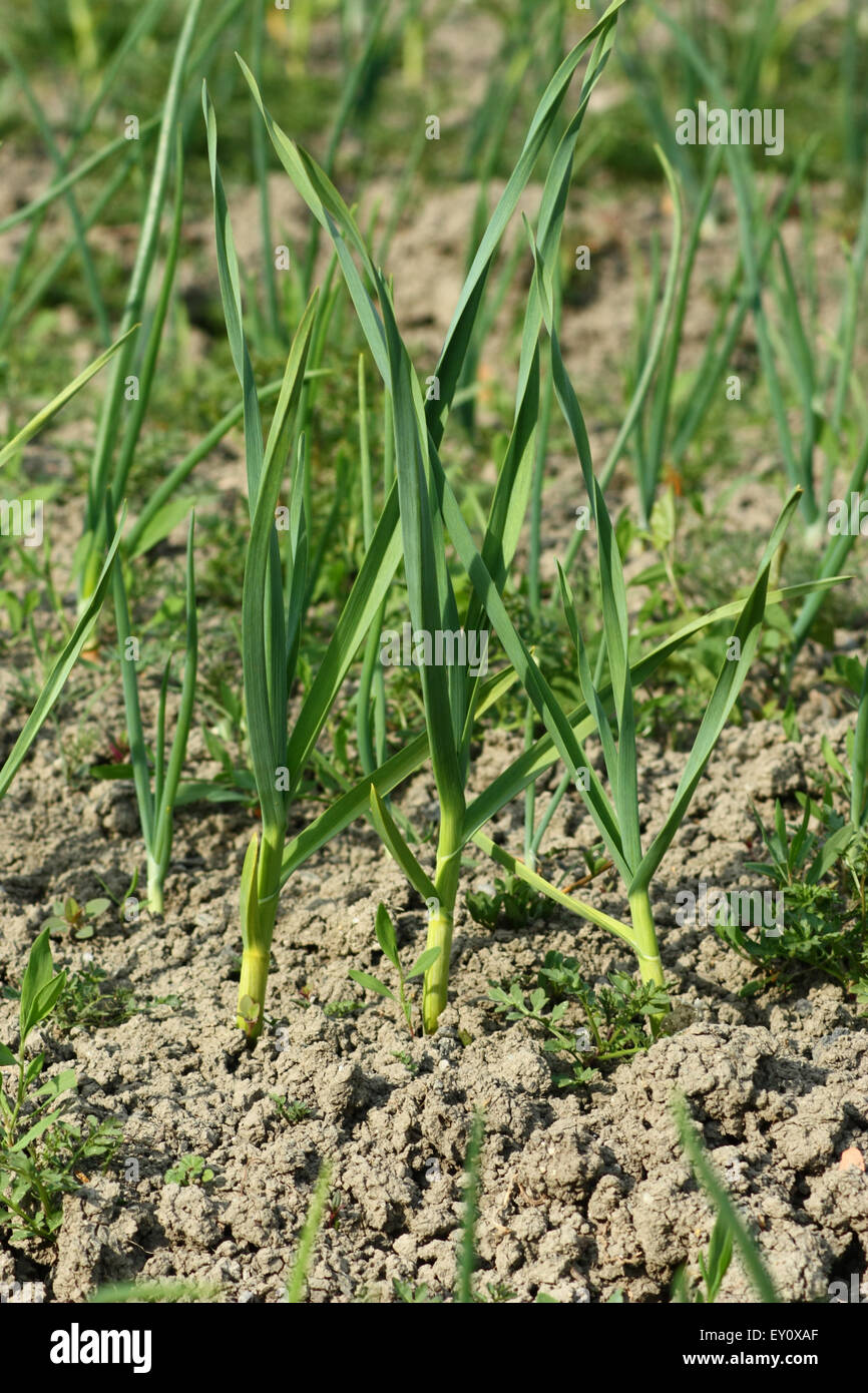 Spring onion leaves hires stock photography and images Alamy