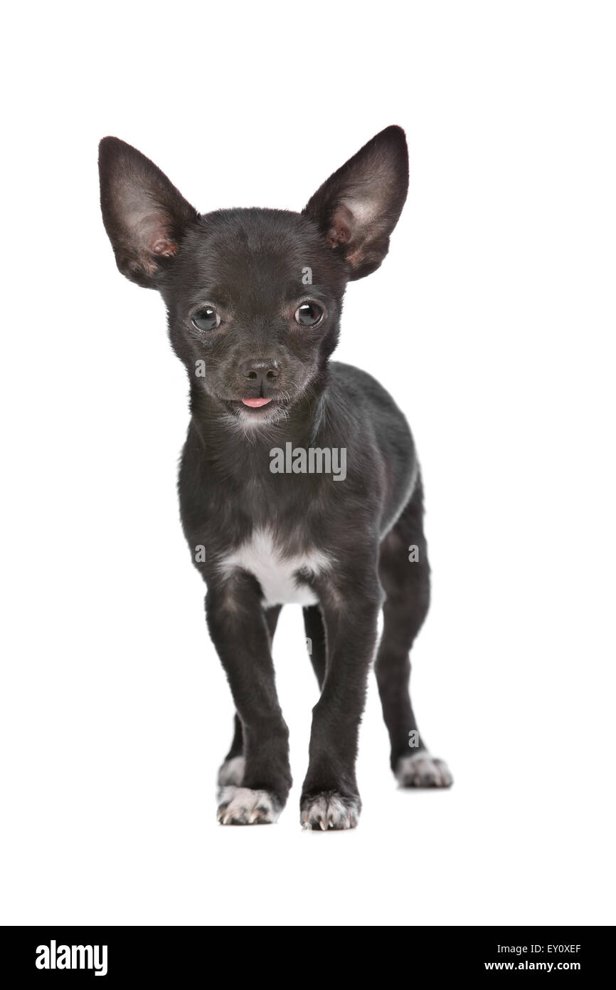 Black and white Chihuahua dog in front of a white background Stock Photo