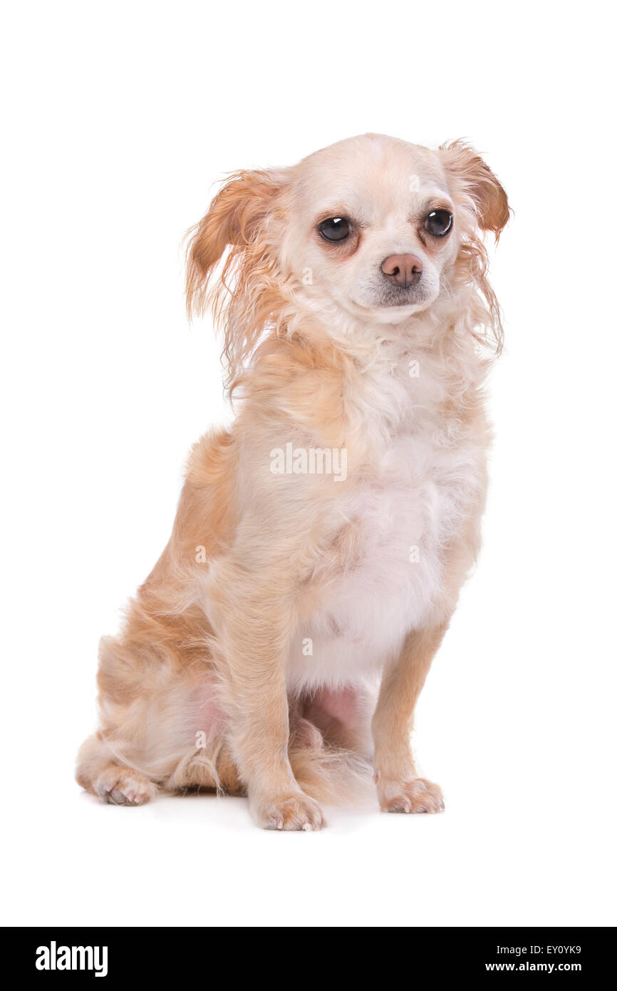 Mixed breed Chihuahua dog in front of a white background Stock Photo