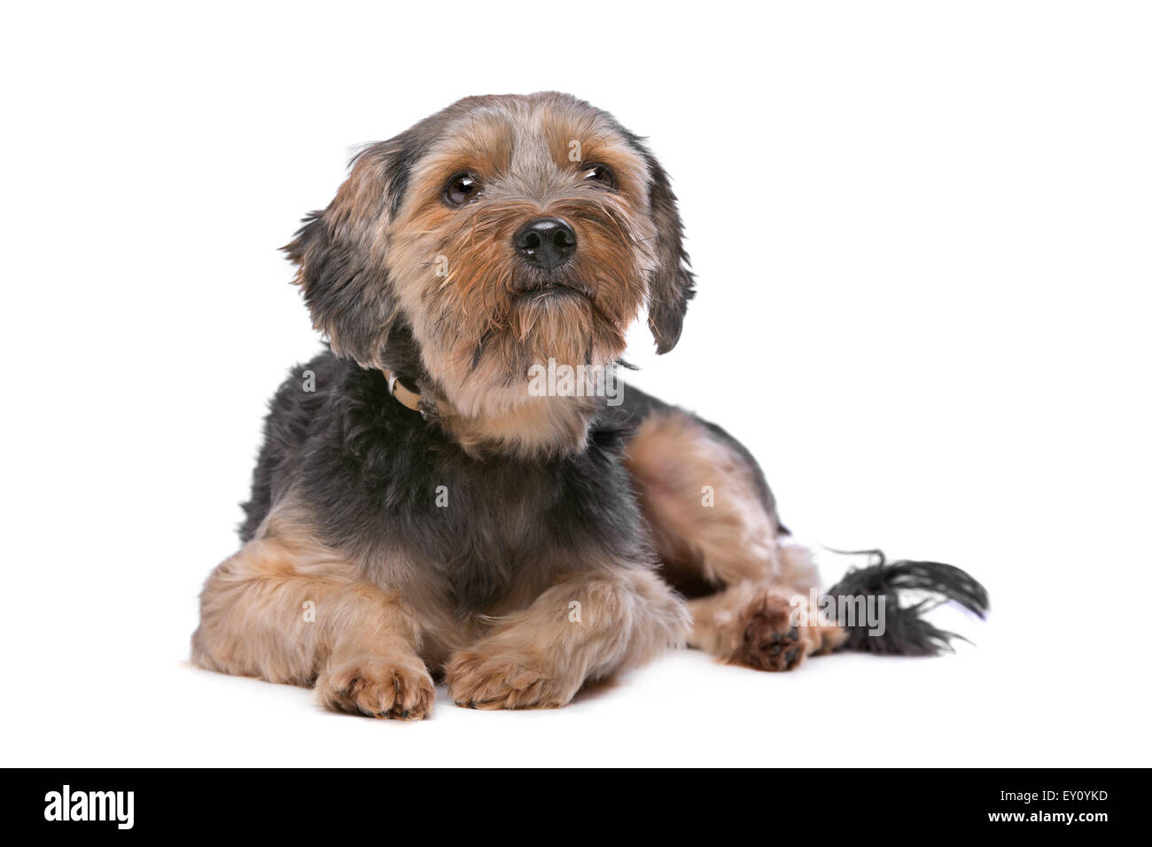 mixed breed Yorkshire Terrier in front of a white background Stock Photo