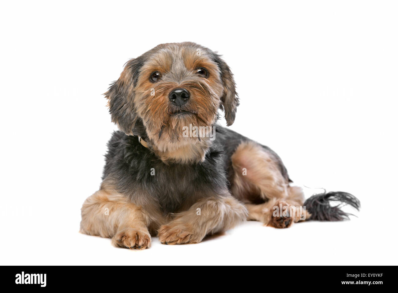 mixed breed Yorkshire Terrier in front of a white background Stock Photo