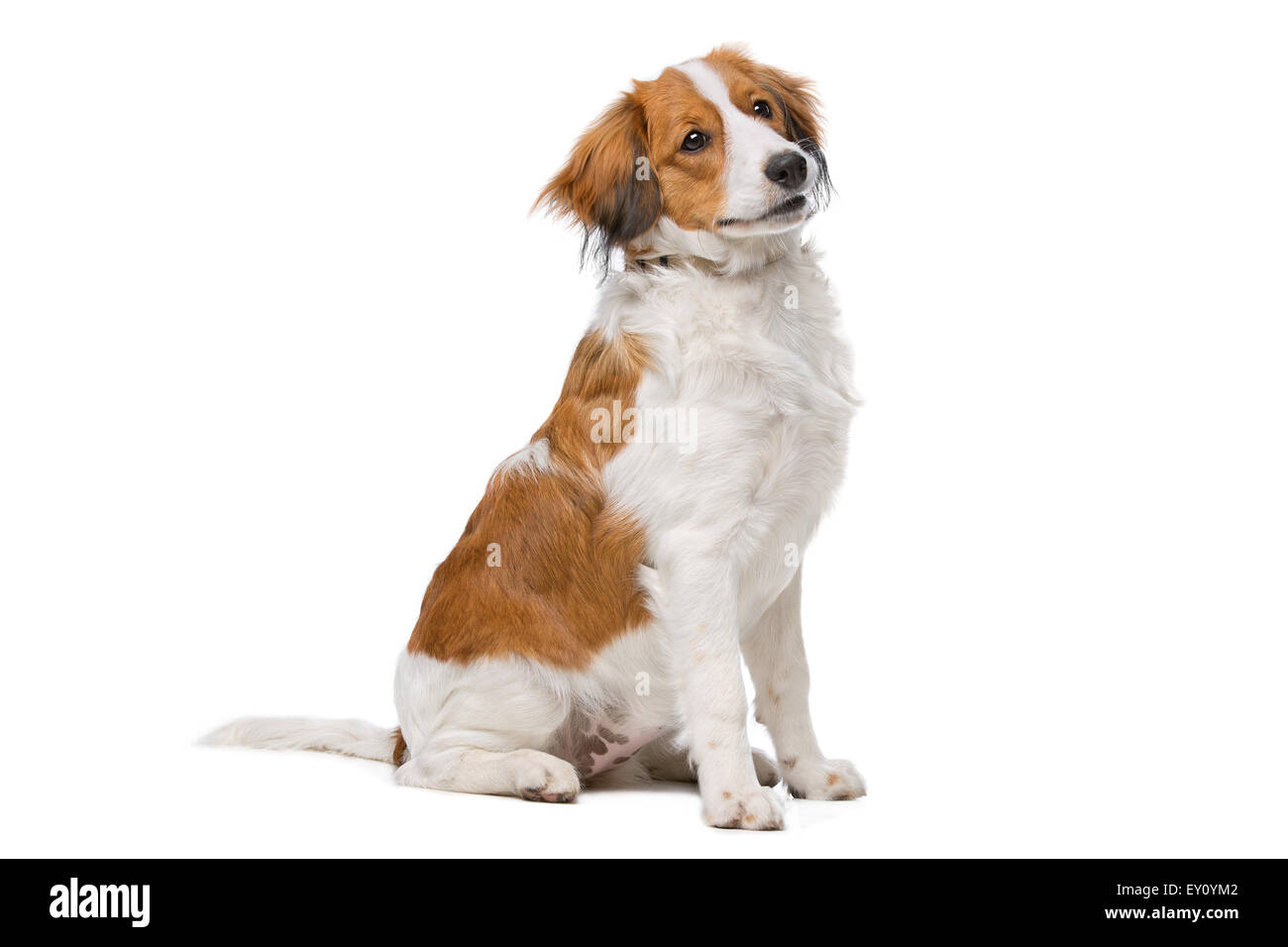 Kooiker dog, Dutch Dog breed, in front of a white background Stock Photo
