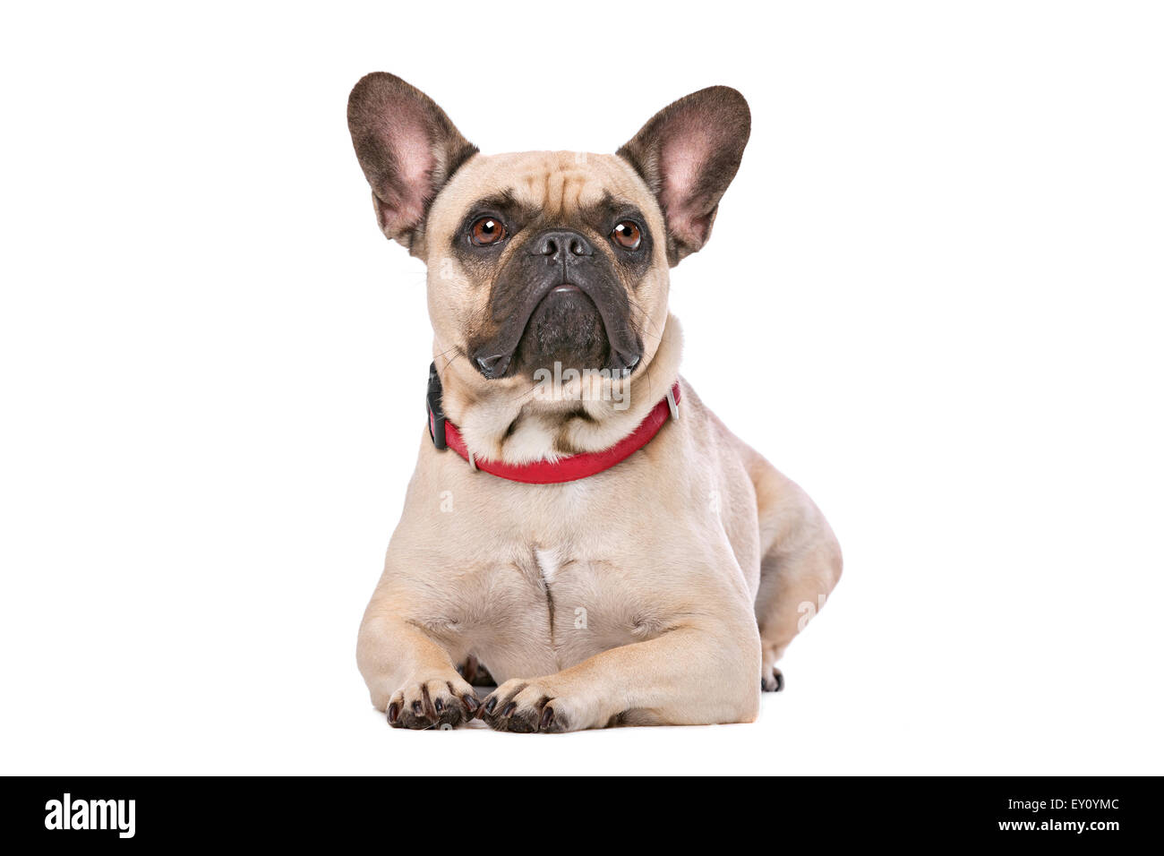 Brown French Bulldog sitting in front of a white background Stock Photo