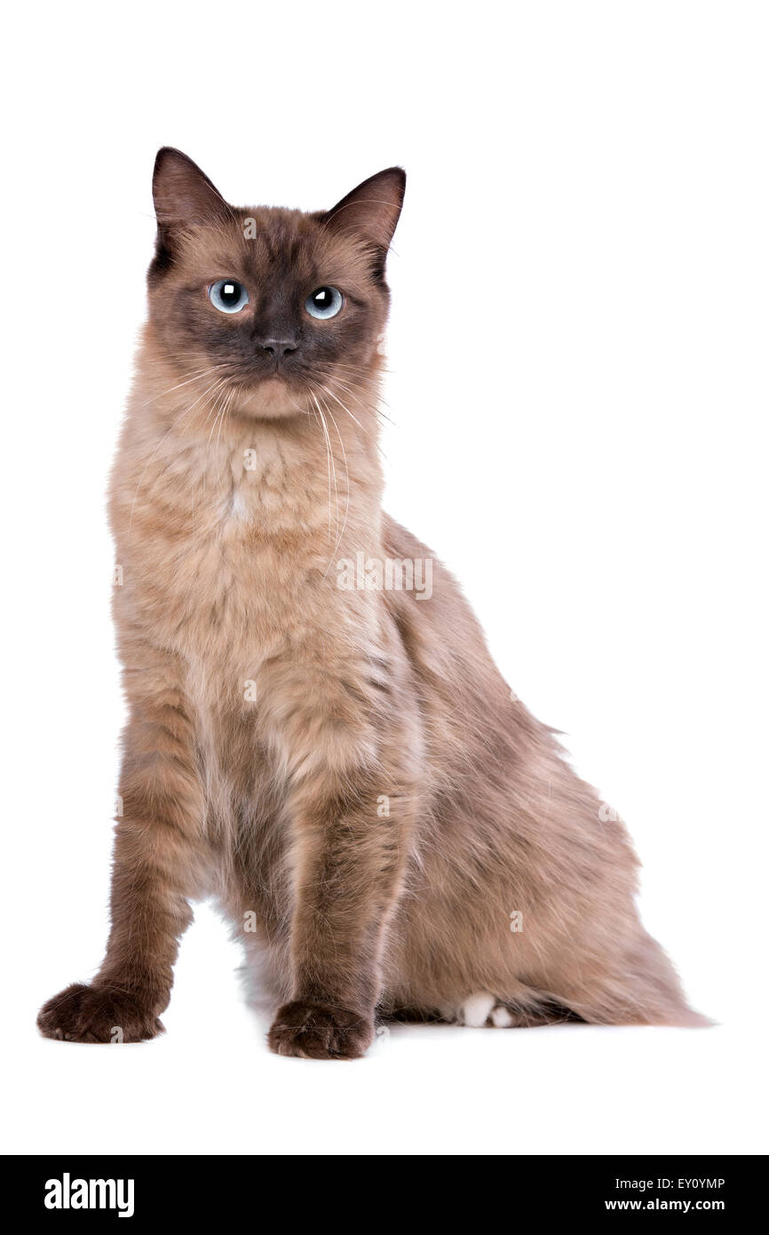 Ragdoll cat in front of a white background Stock Photo