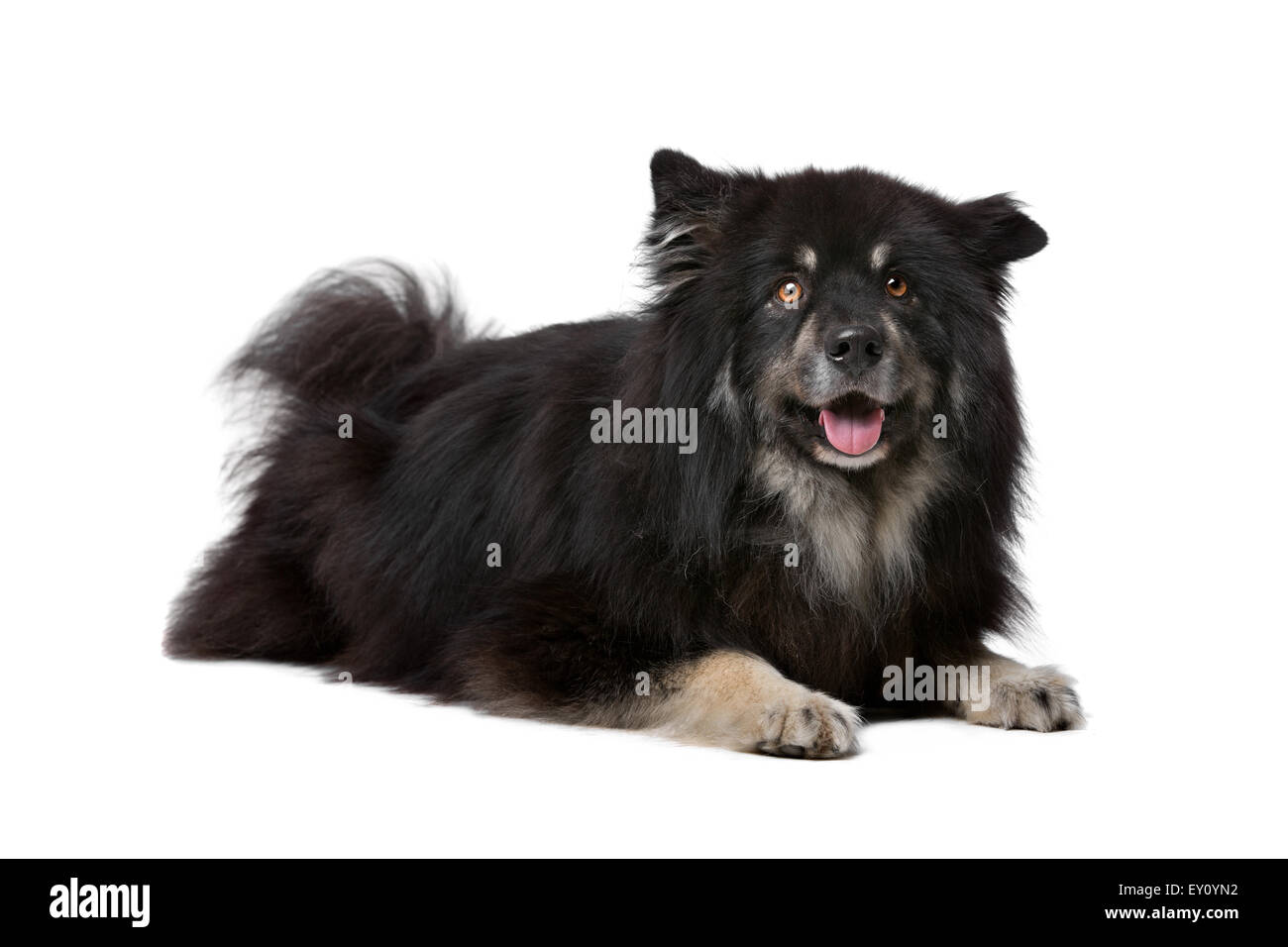 Finnish Lapphund in front of a white background Stock Photo - Alamy
