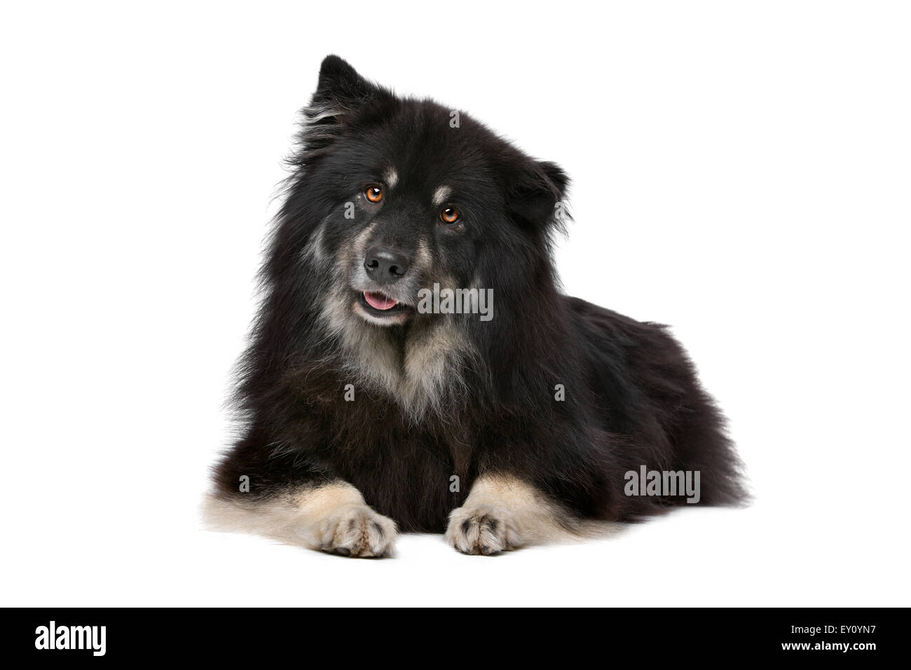 Finnish Lapphund in front of a white background Stock Photo - Alamy