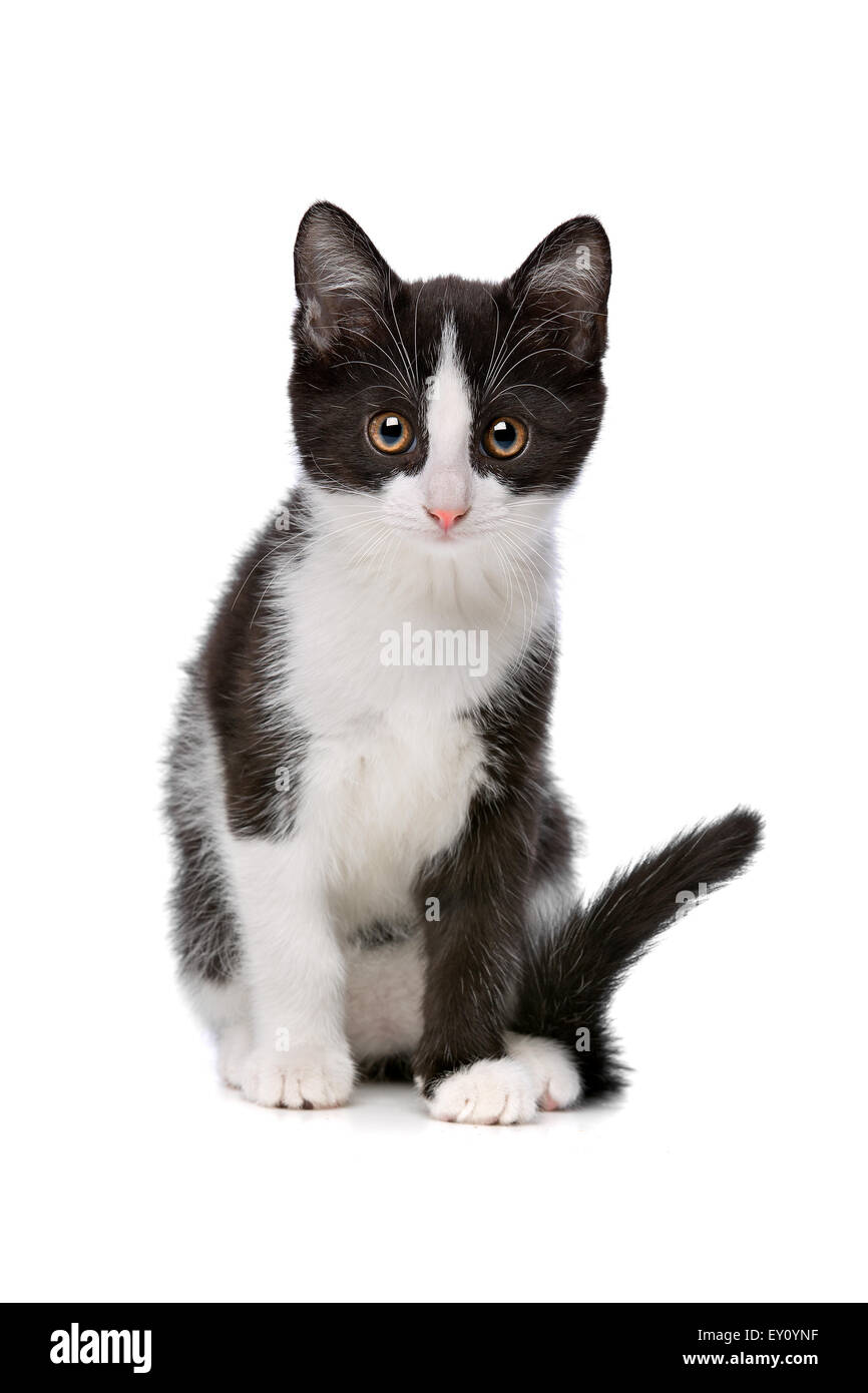 little black and white kitten in front of a white background Stock ...