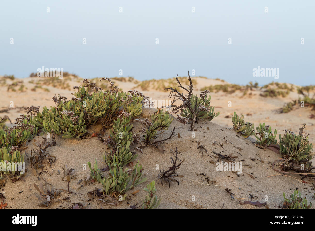 small shrubs in the pristine beaches of the Red Sea Stock Photo