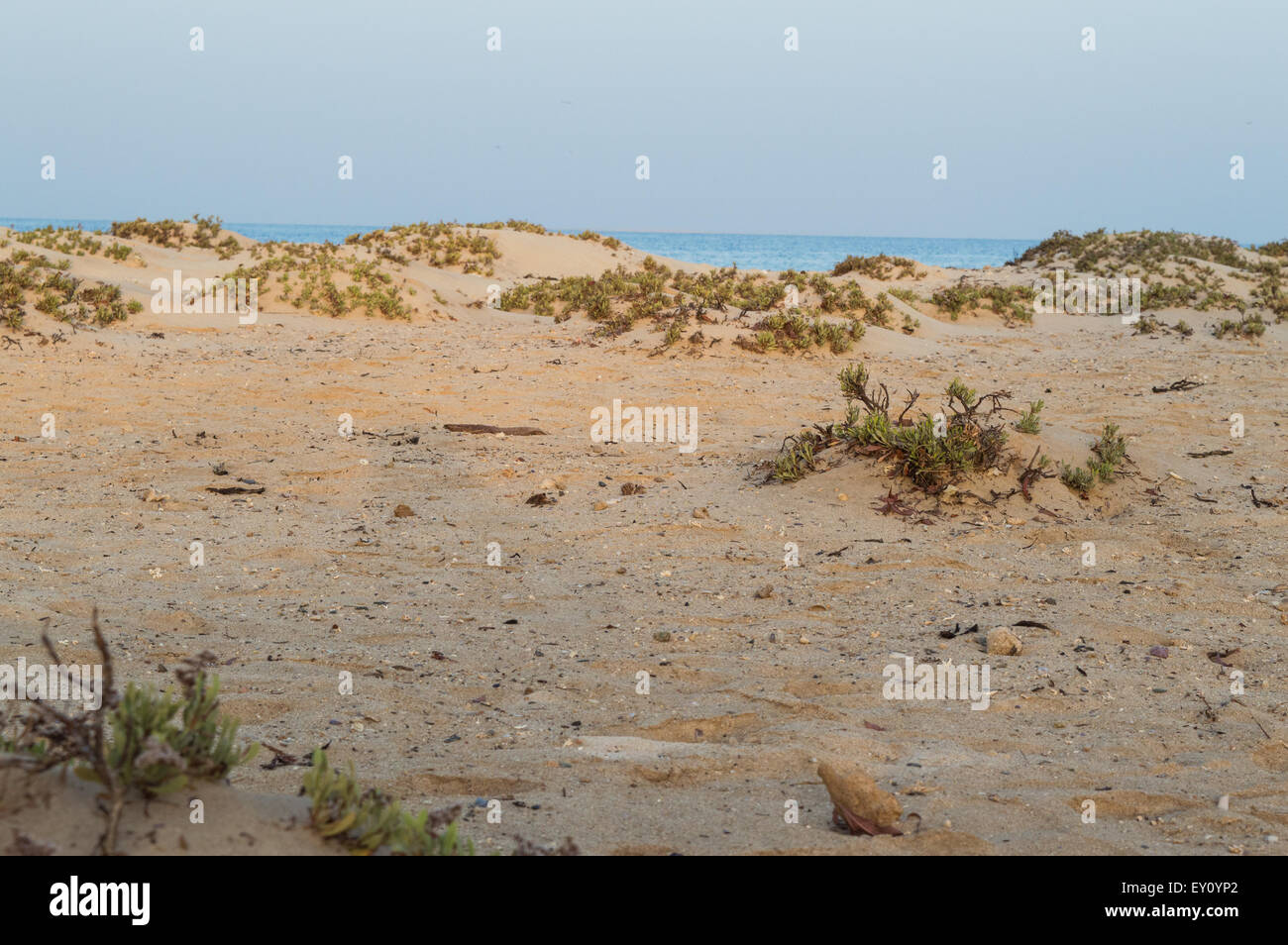 small shrubs in the pristine beaches of the Red Sea Stock Photo