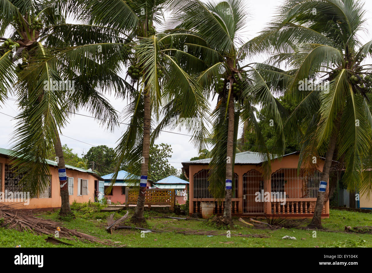 Typical house and palm trees line at Big Corn Island, Nicaragua Stock