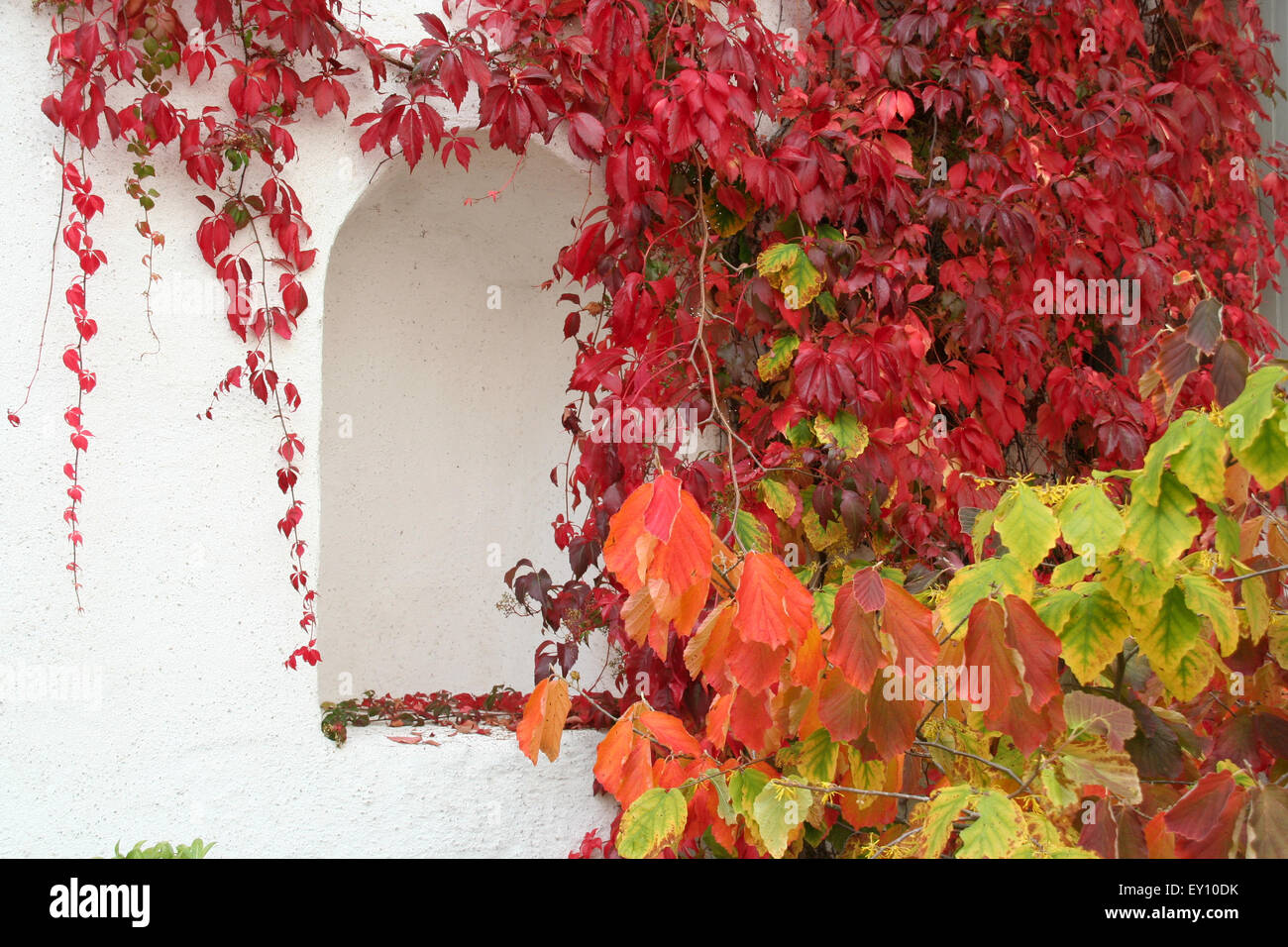 Hanging vines hi-res stock photography and images - Alamy