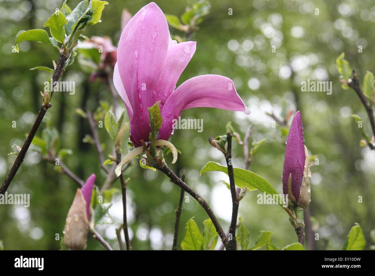 Pink tulip flower, Germany Stock Photo Alamy