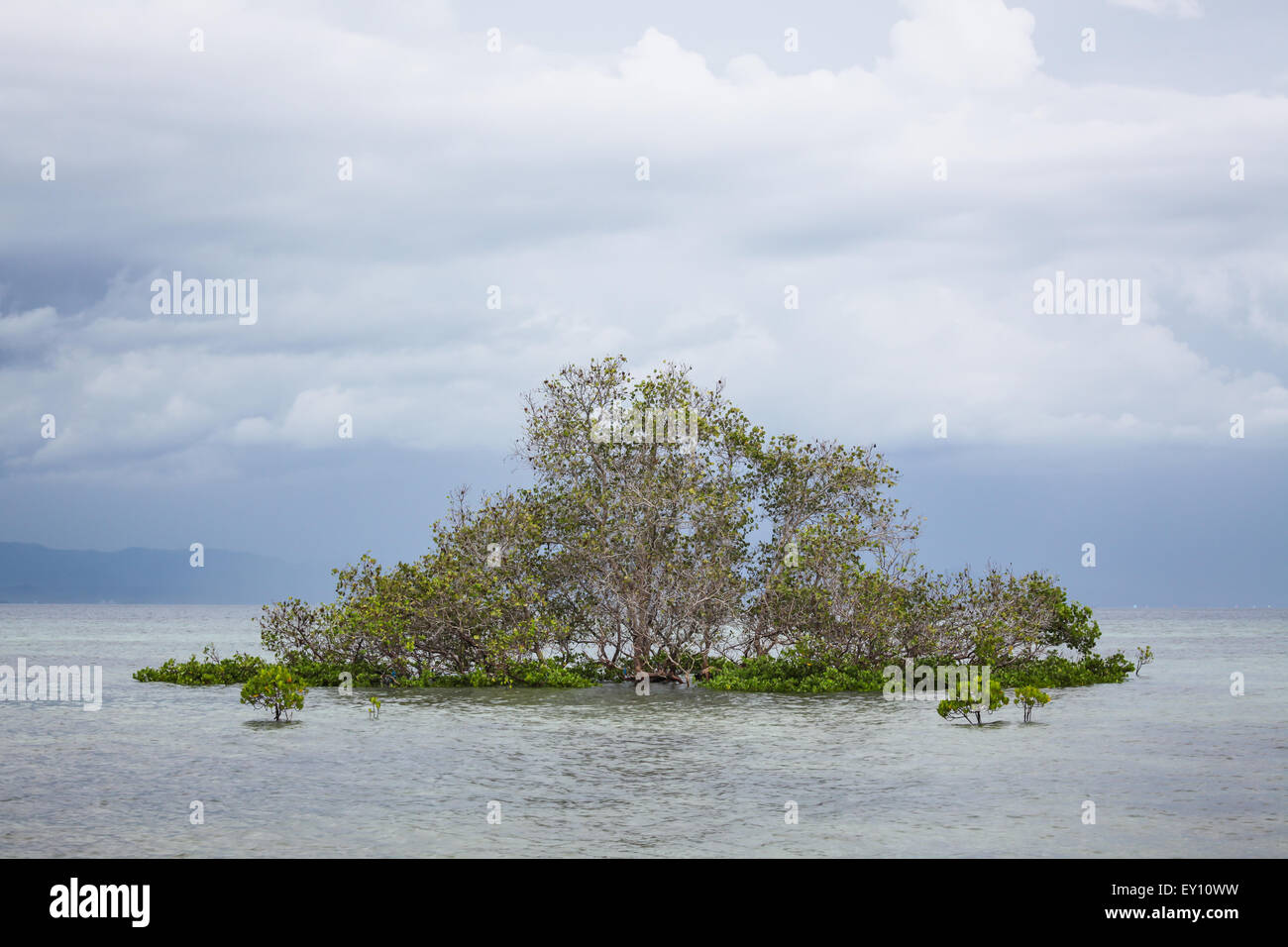 Mangrove tree in water Stock Photo