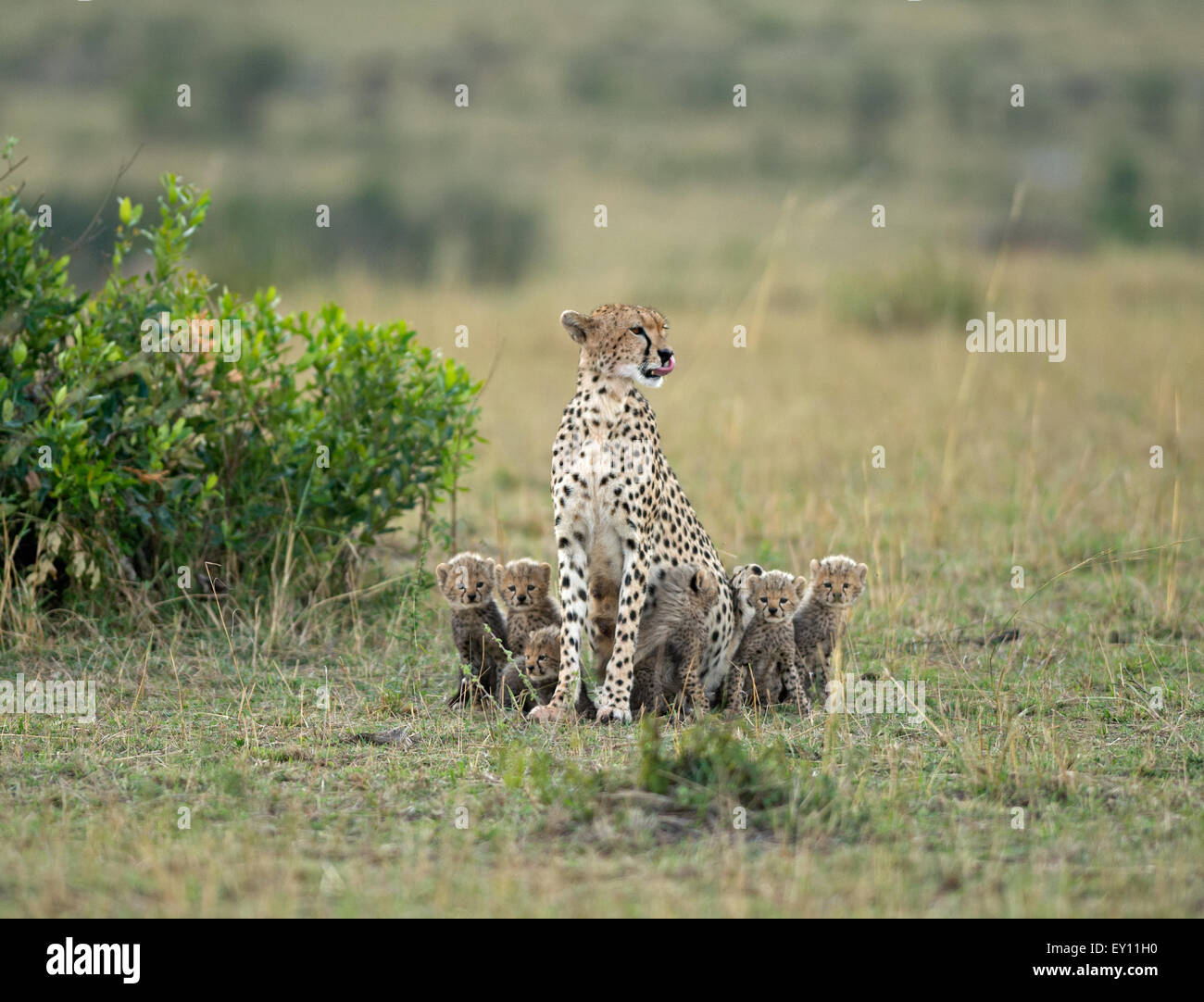 Picture perfect! Stock Photo