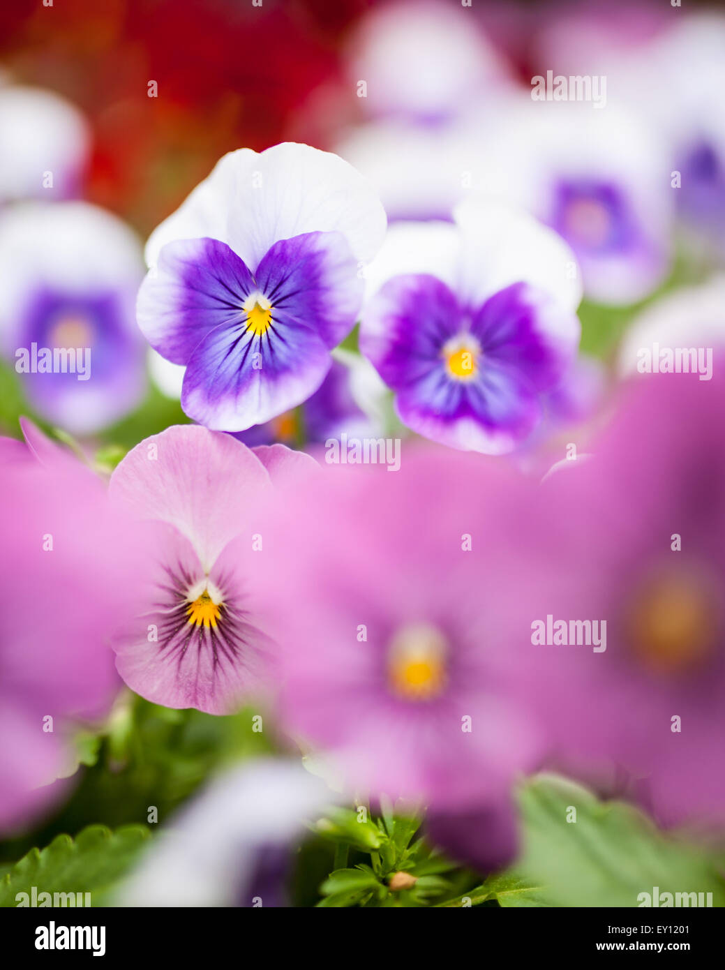 Beautiful violet flowers Stock Photo Alamy
