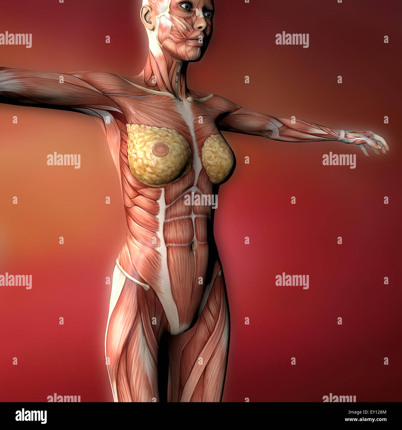 Female Chest Muscles With Labels By Hank Grebe