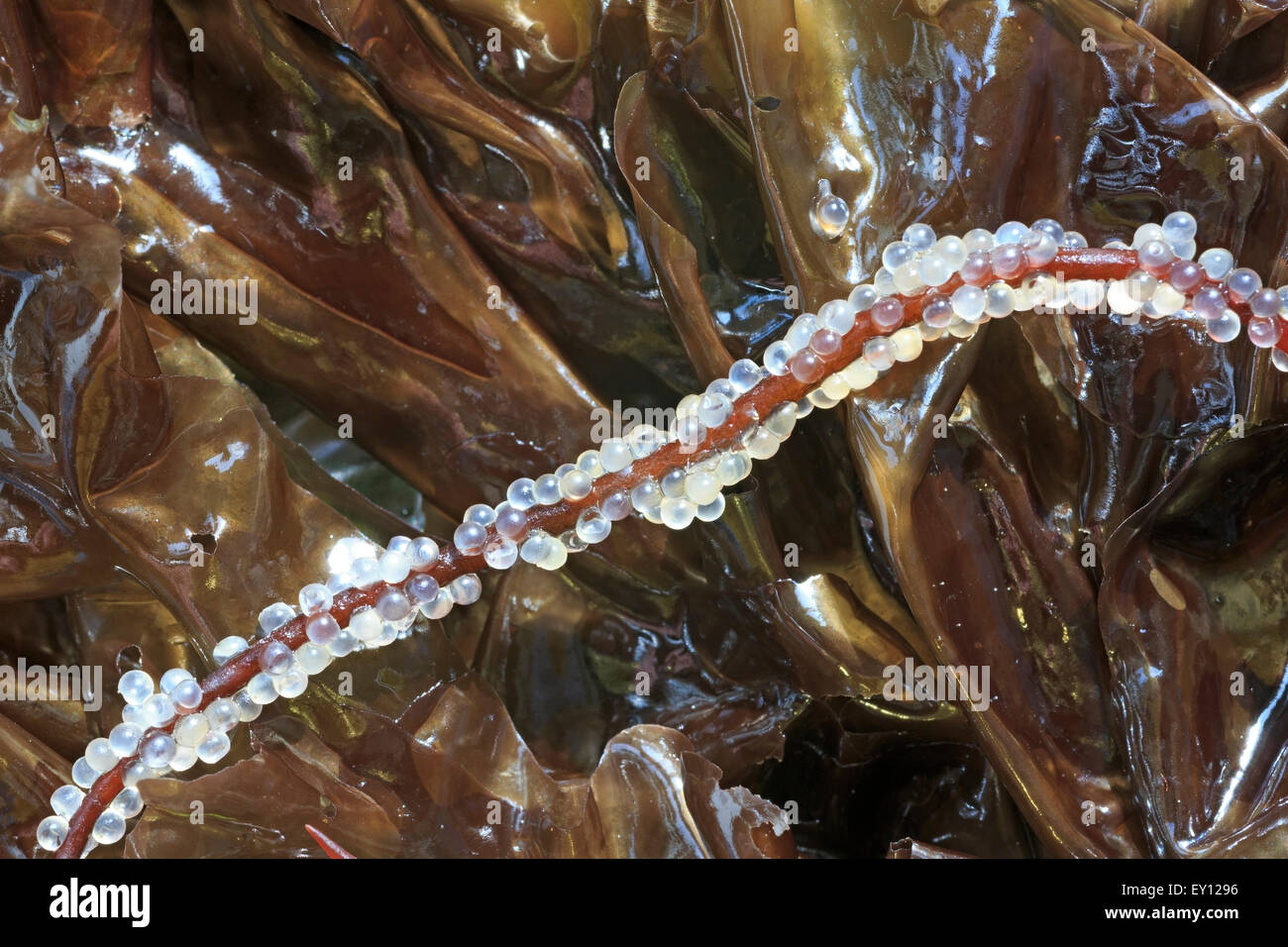 Pacific Herring ( Clupea pallasii ) eggs on Red Spaghetti algae