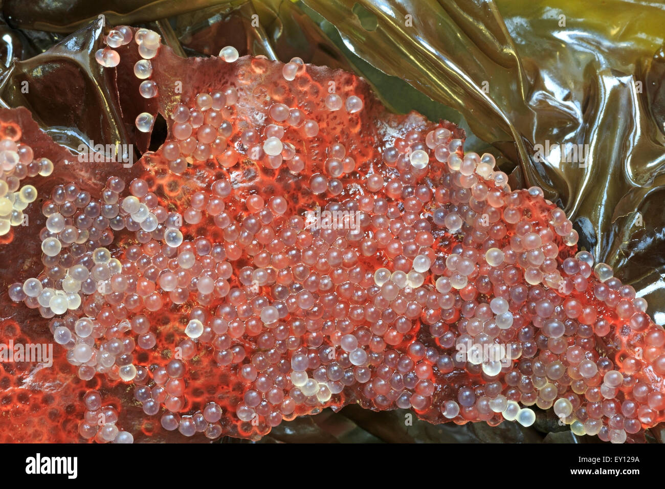 Herring eggs on seaweed hires stock photography and images Alamy