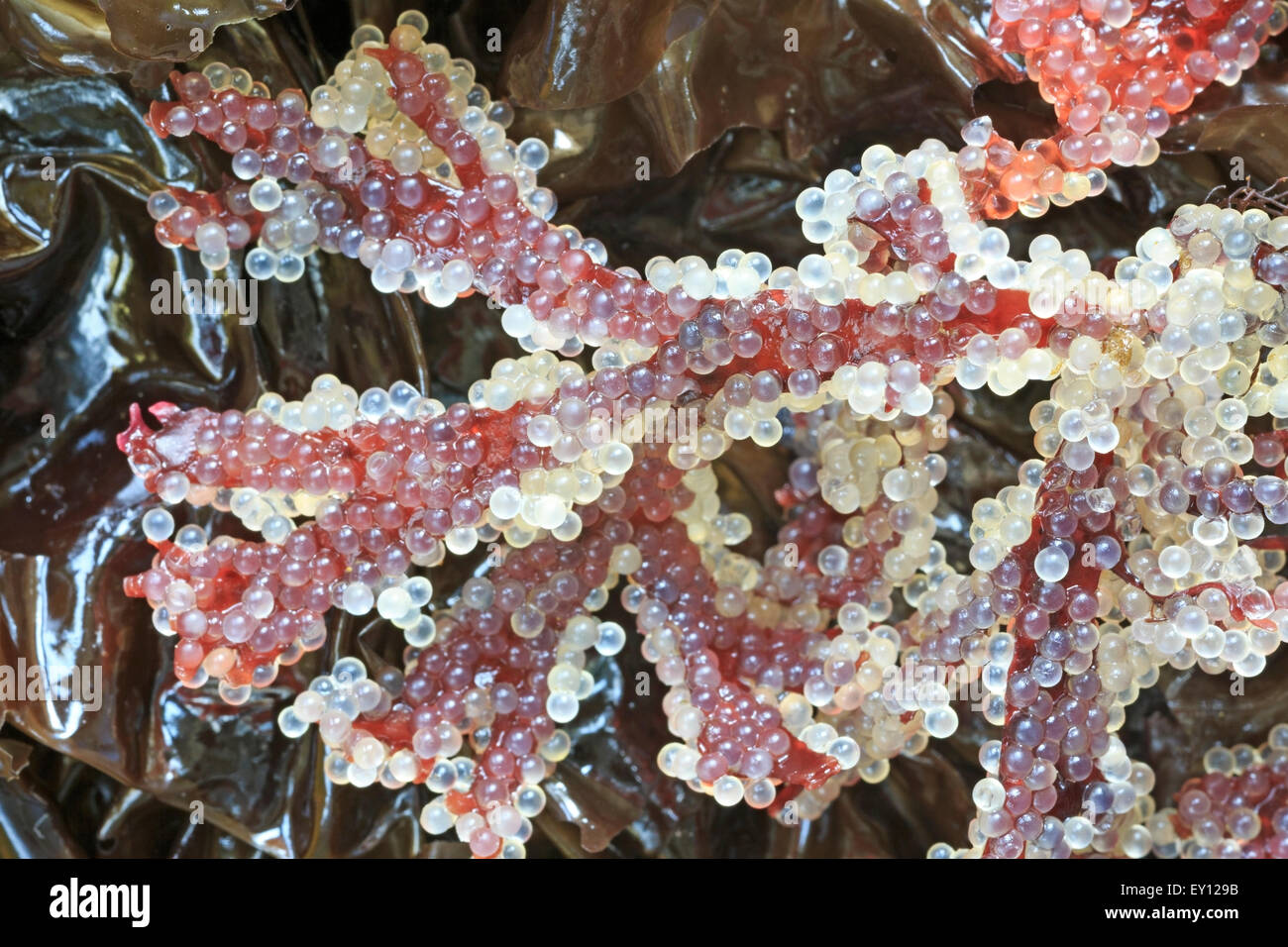 Spawned hires stock photography and images Alamy