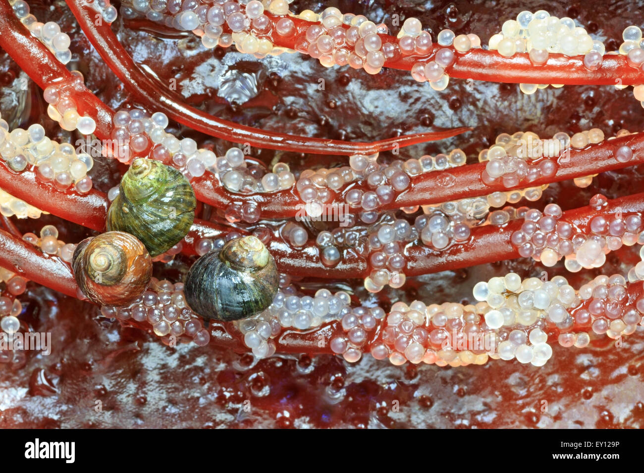 Snails eggs hires stock photography and images Alamy