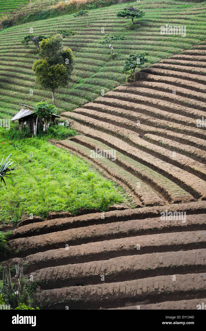 Agricultural terrace in Tomohon, North Sulawesi, Indonesia. Stock Photo