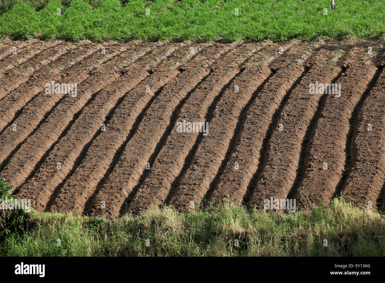 Patterns of an agricultural farmland in Tomohon, North Sulawesi, Indonesia. Stock Photo
