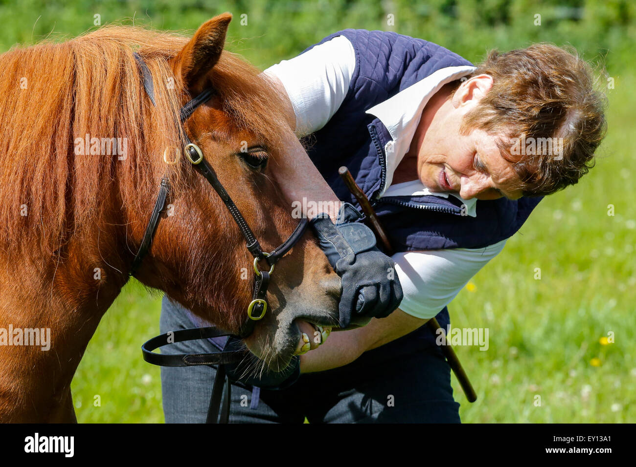 Despite the recent bad weather and heavy rain, many competitors from across Scotland turned out to support and compete in the annual Heavy Horse Show at the Museum of Country Life, East Kilbride, near Glasgow, Scotland. Stock Photo