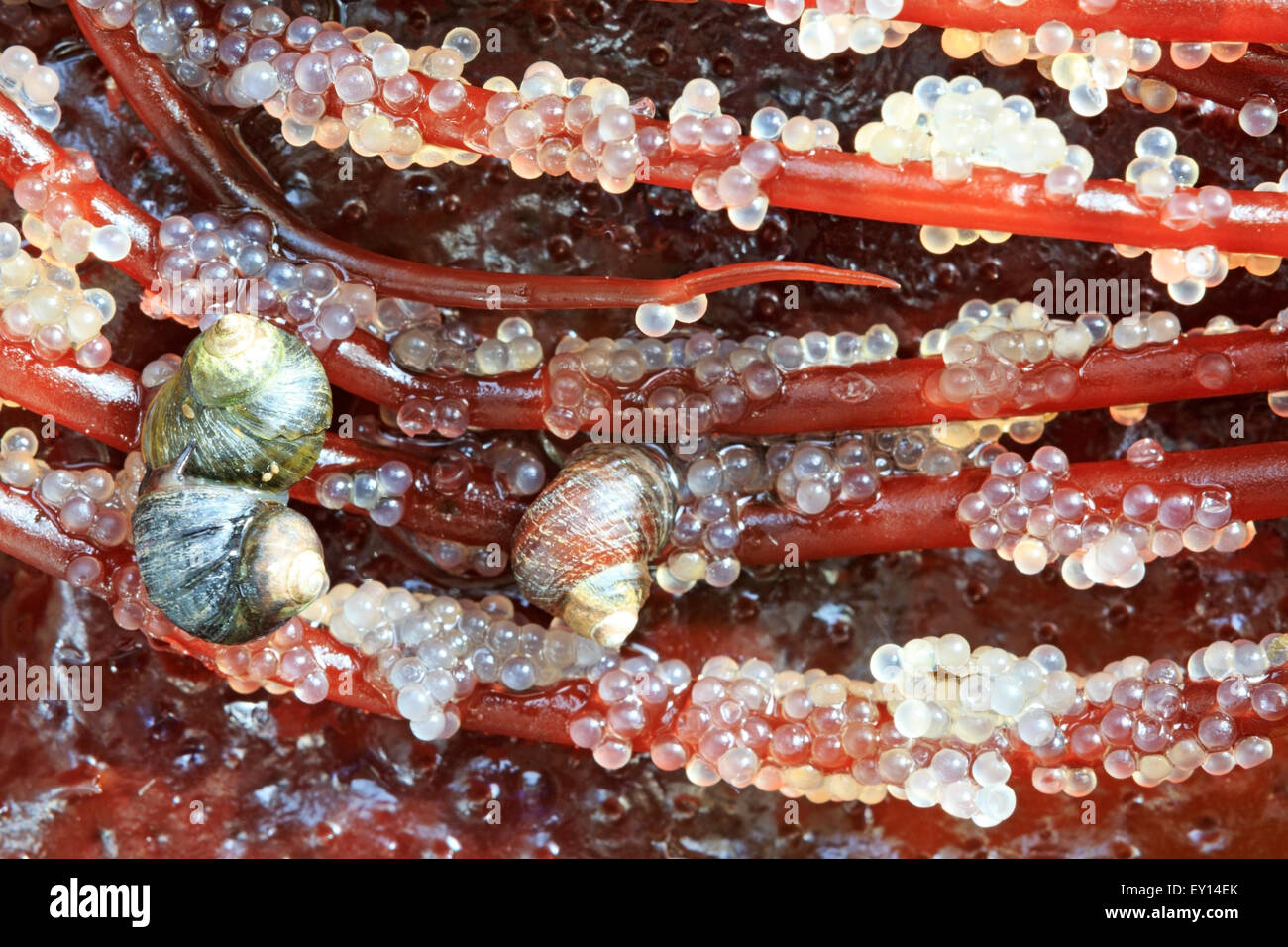 Pacific herring clupea pallasii spawn hires stock photography and