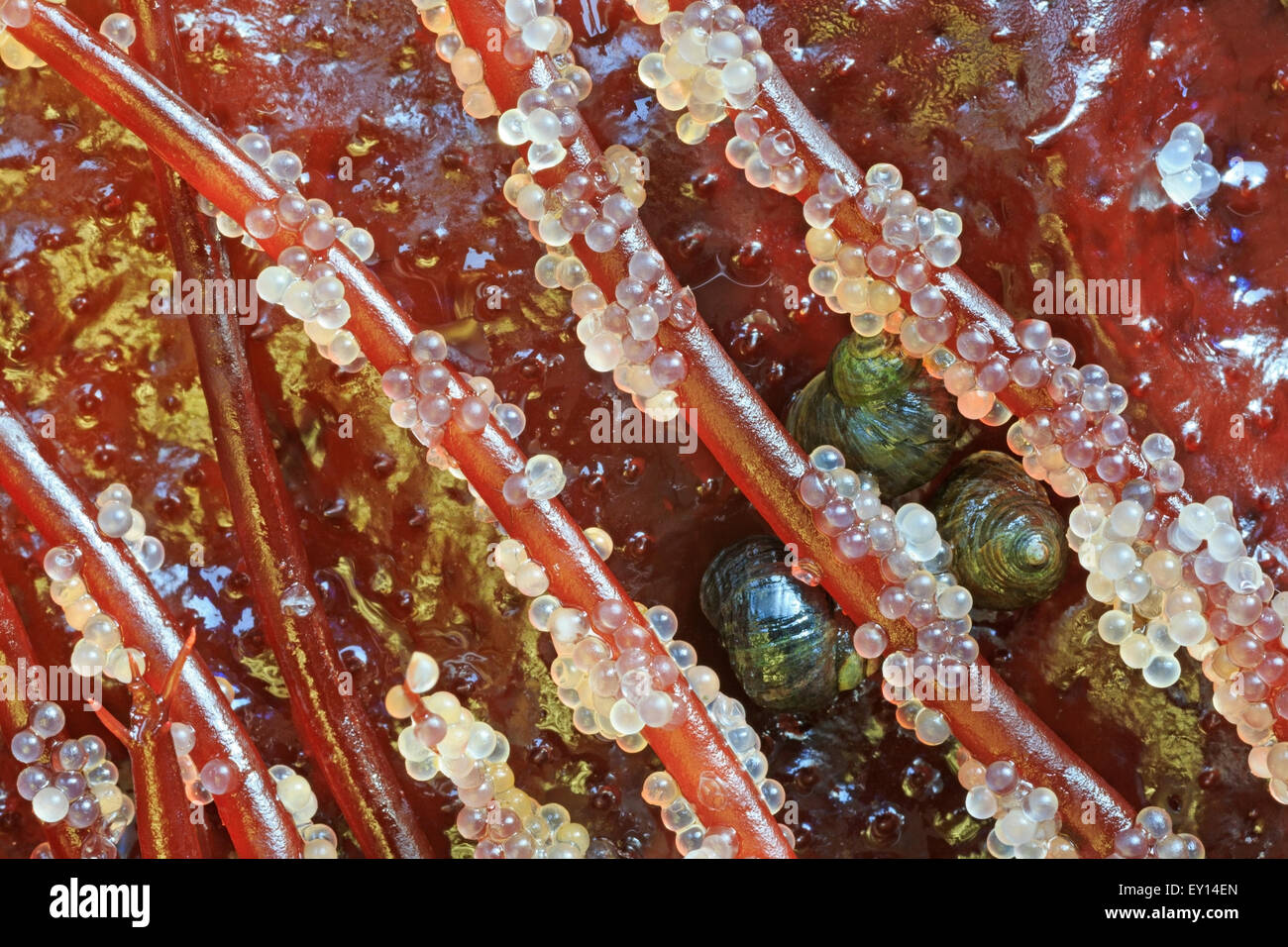 Pacific Herring ( Clupea pallasii ) eggs on Red Spaghetti algae