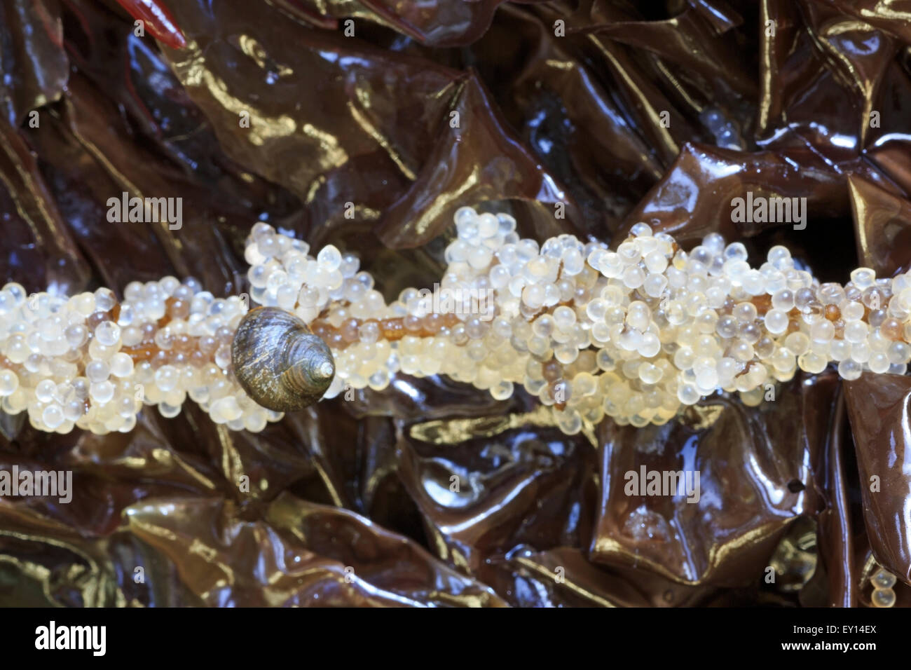 Snail feeding on Pacific Herring ( Clupea pallasii ) eggs laid on seaweed, Nanaimo, Vancouver