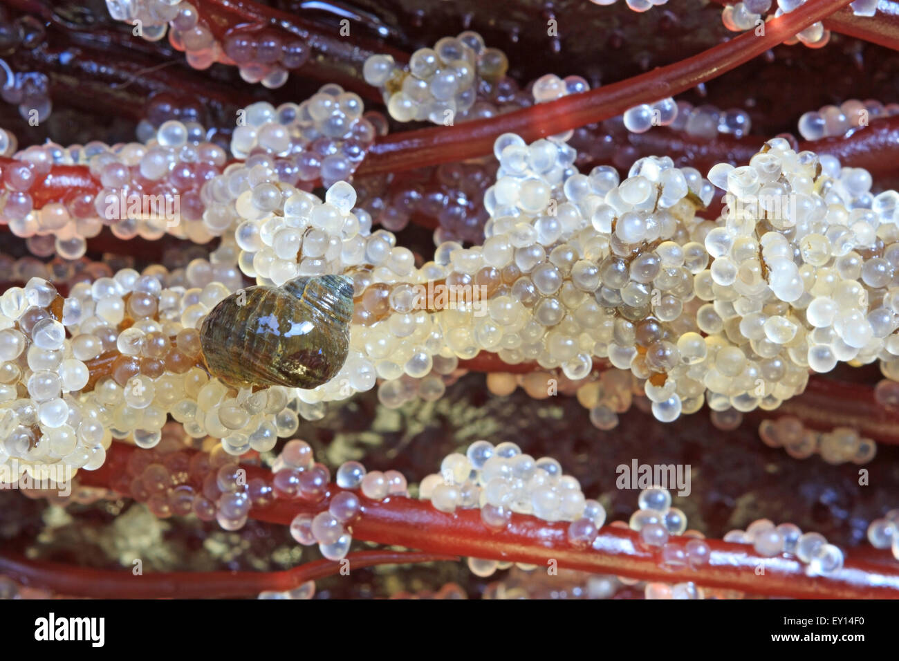 Snail feeding on Pacific Herring ( Clupea pallasii ) eggs laid on seaweed, Nanaimo, Vancouver