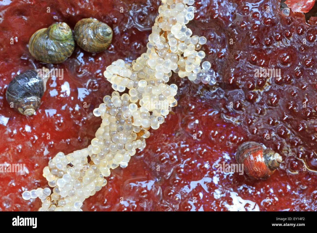 Pacific herring clupea pallasii spawn hires stock photography and