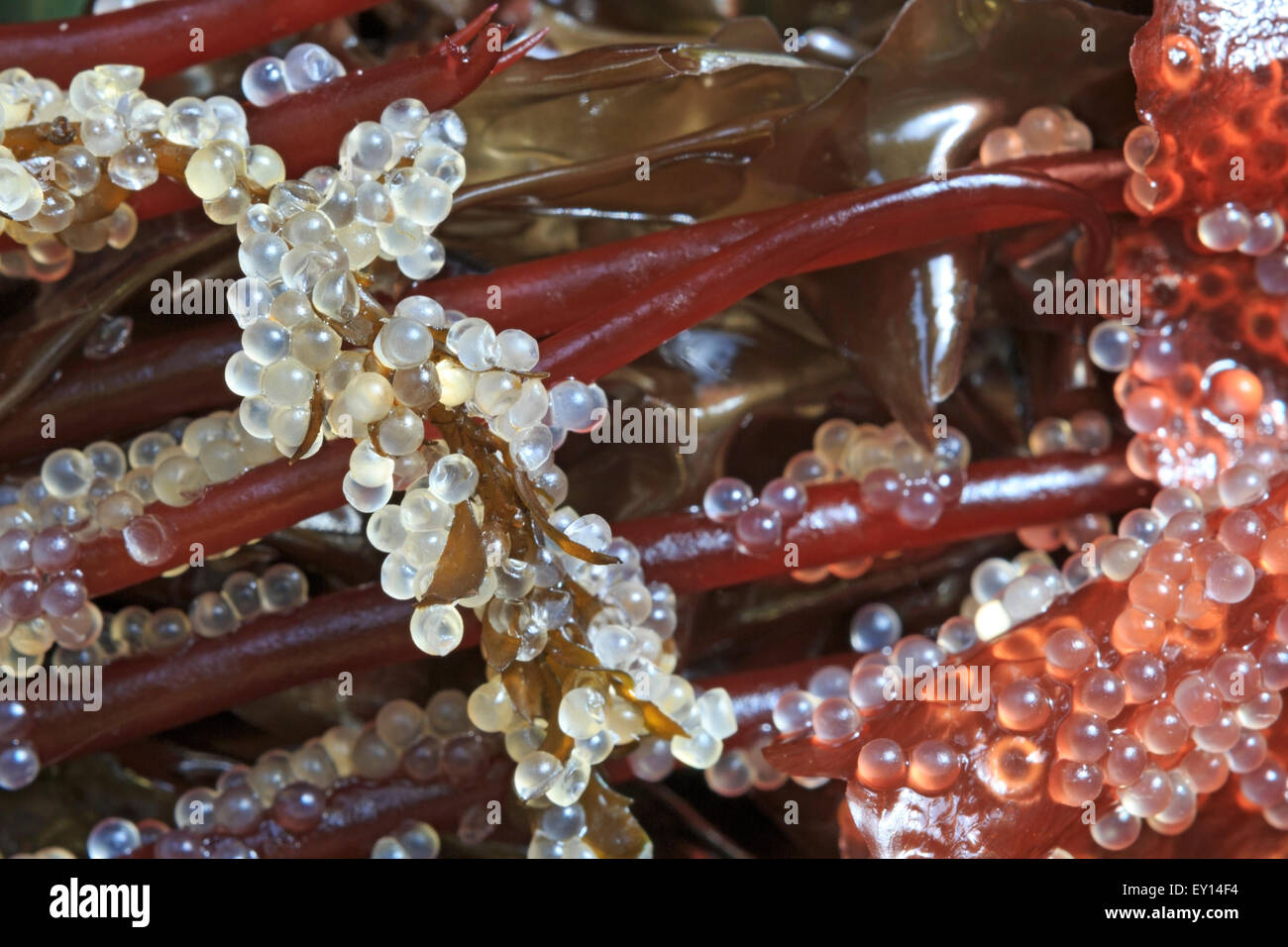 Herring eggs on seaweed hires stock photography and images Alamy