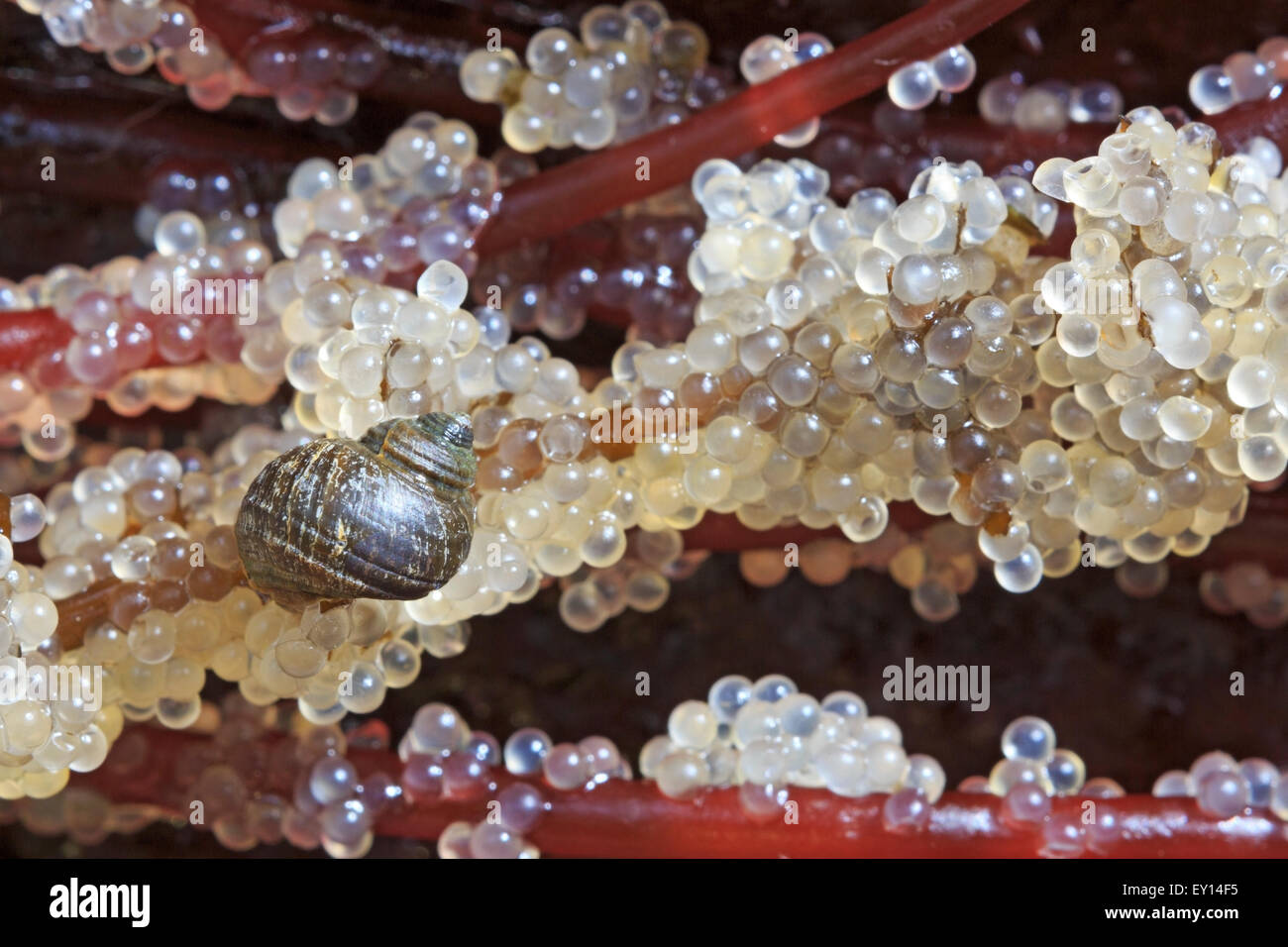 Snail feeding on Pacific Herring ( Clupea pallasii ) eggs laid on