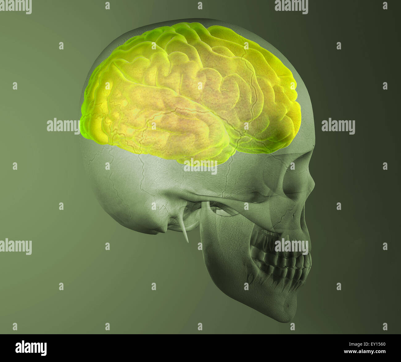 3d Human skull isolated on green background Stock Photo