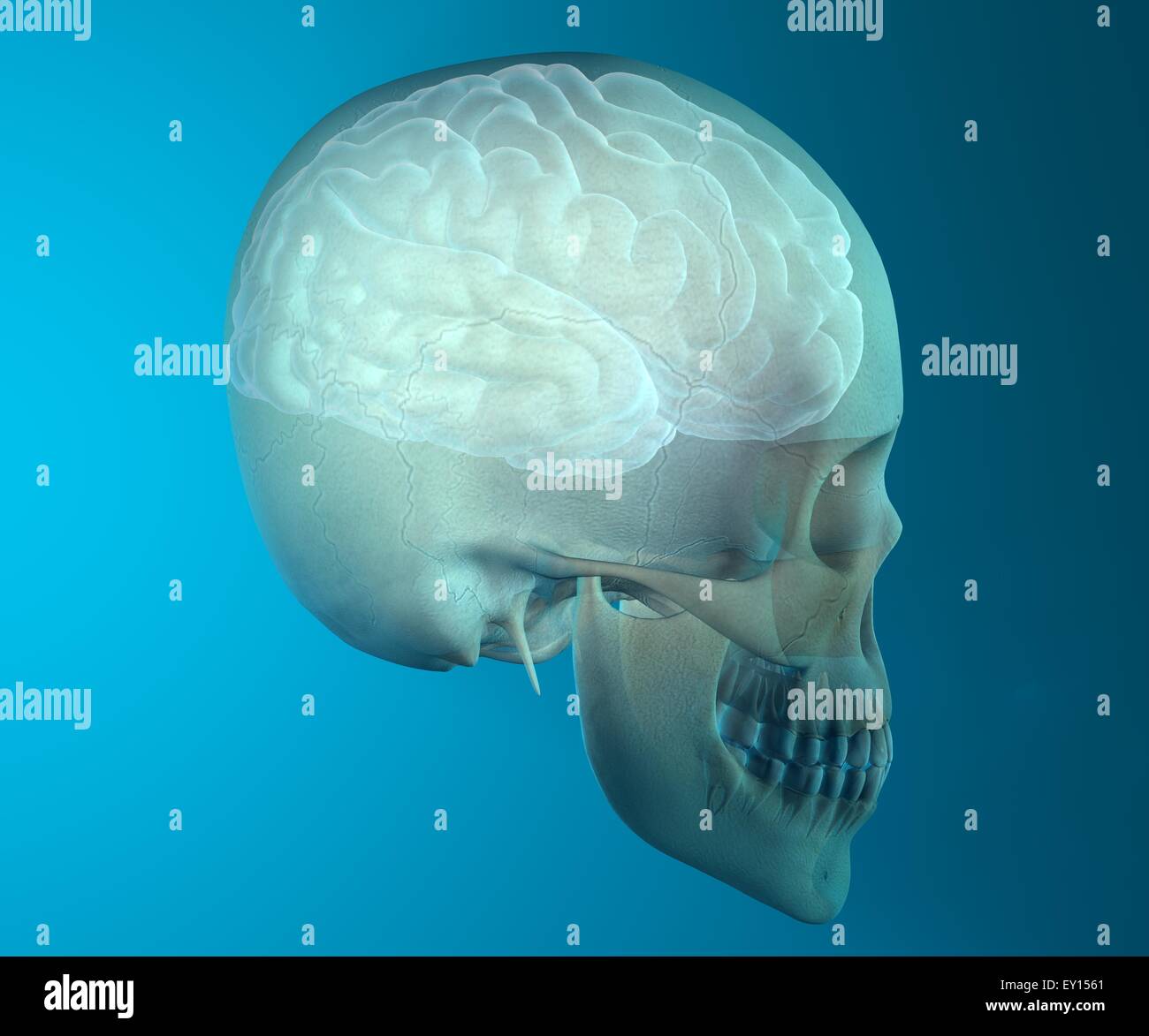 3d X-ray image of human skull isolated on blue background Stock Photo ...