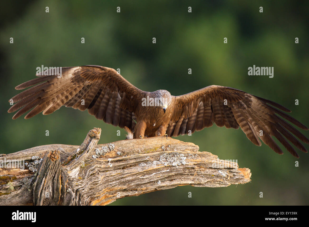 A wild Black Kite landing in a perch, with wings fully open. Picture