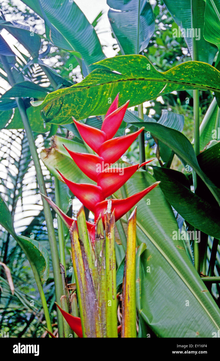 Bird of Paradise plant on the island of Grenada Stock Photo
