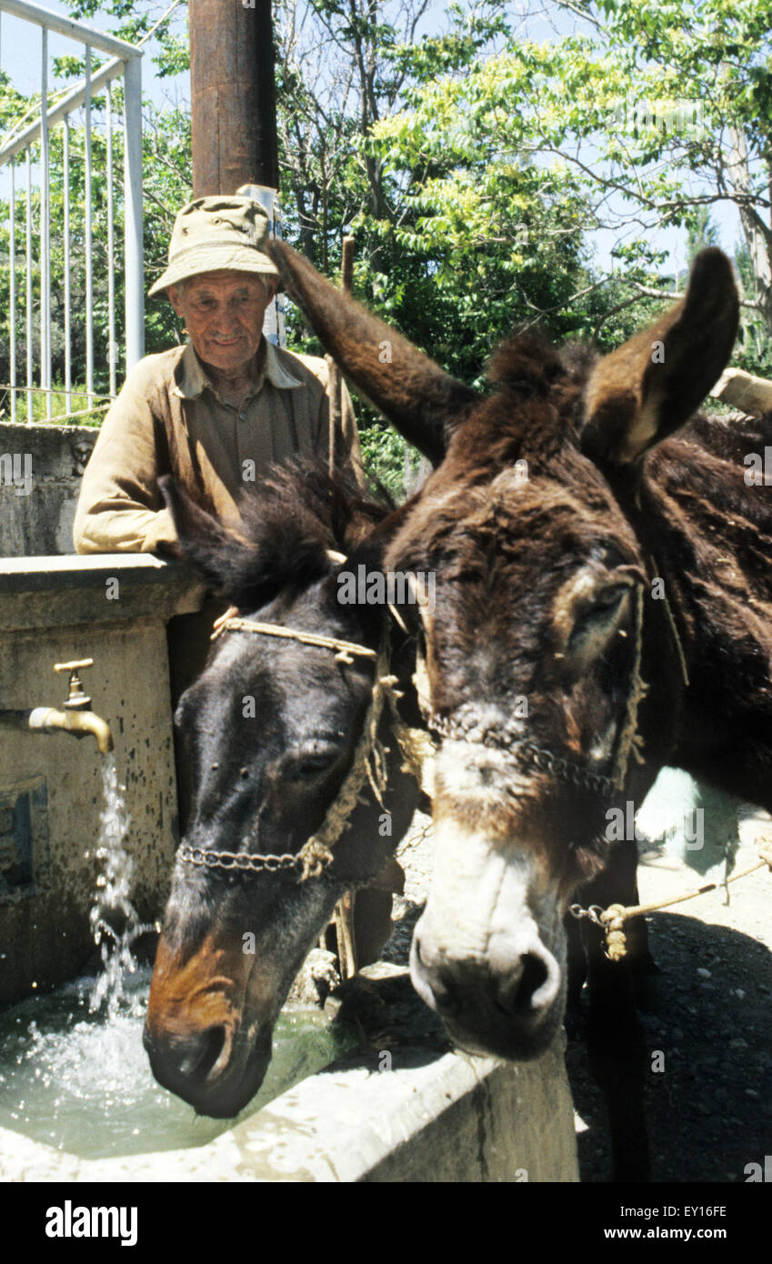 Cypriot mountain farmer waters his donkeys in the Troodos mountains. Cyprus. Stock Photo