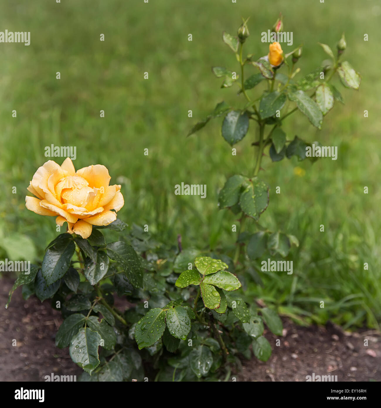 Bright yellow roses hi-res stock photography and images - Alamy
