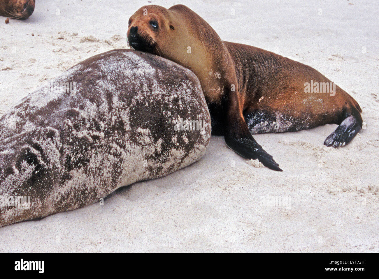 Sea lions lounge on the beach in the Galapagos sunshine. Stock Photo
