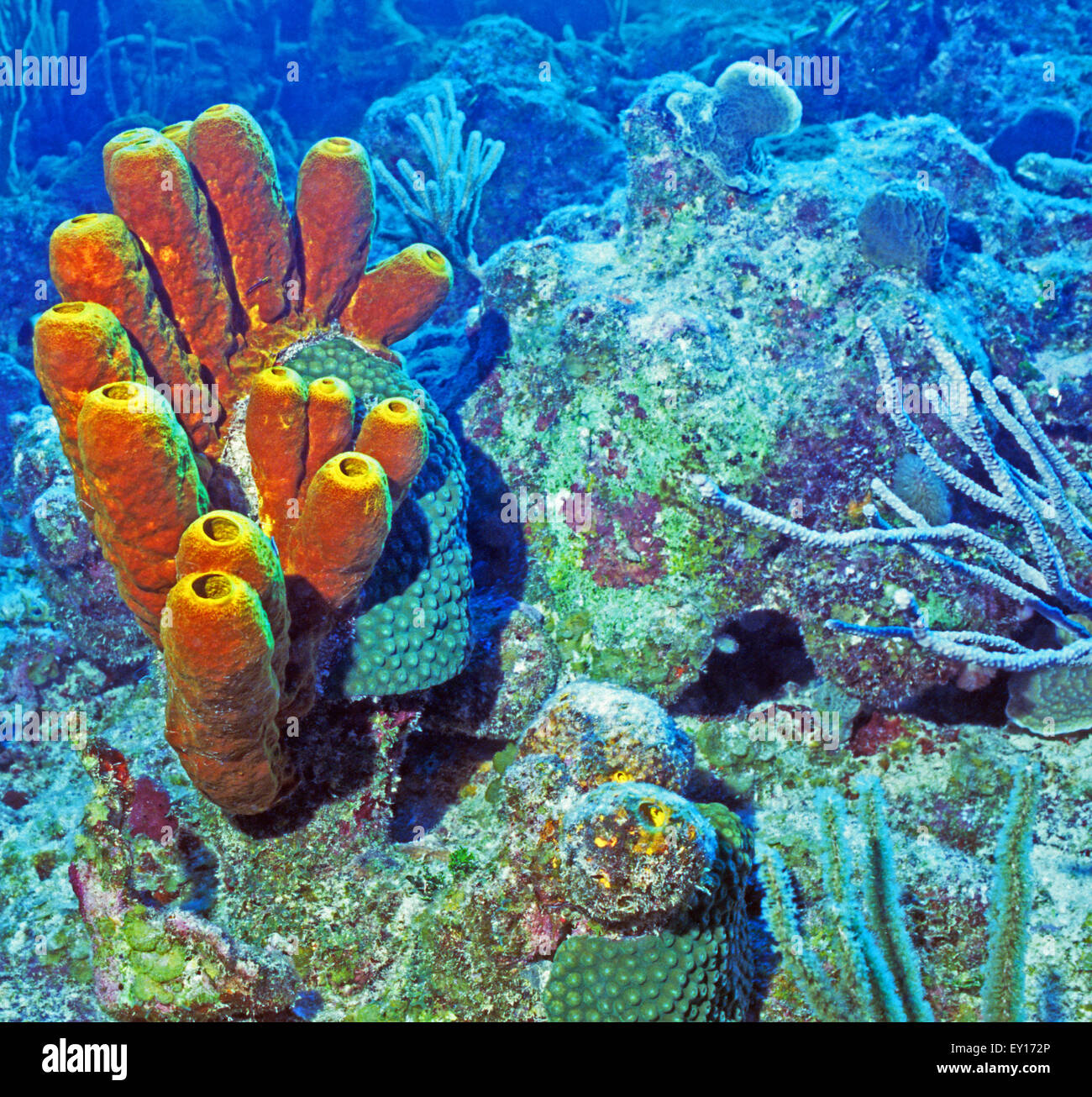 Beautiful and vibrantly coloured Tube sponges, underwater off Grace Bay Beach. Providenciales. Turks and Caicos Islands. Stock Photo