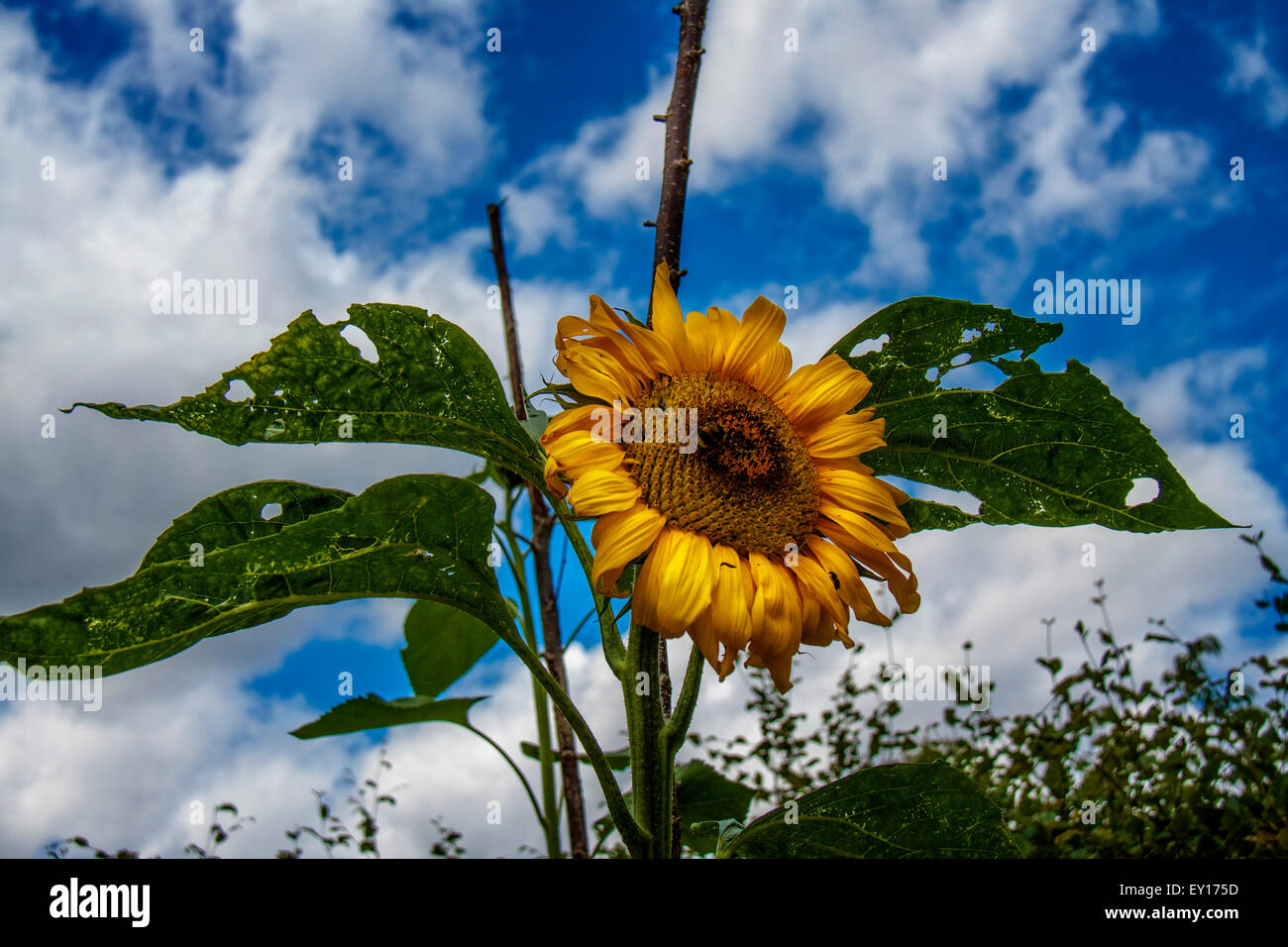 Dying Sunflower Stock Photos & Dying Sunflower Stock Images Alamy