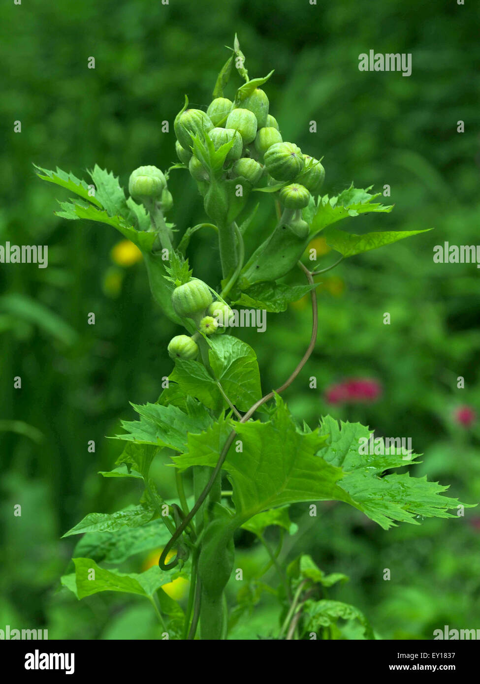 Water Ragwort Marsh ragwort hi-res stock photography and images - Alamy