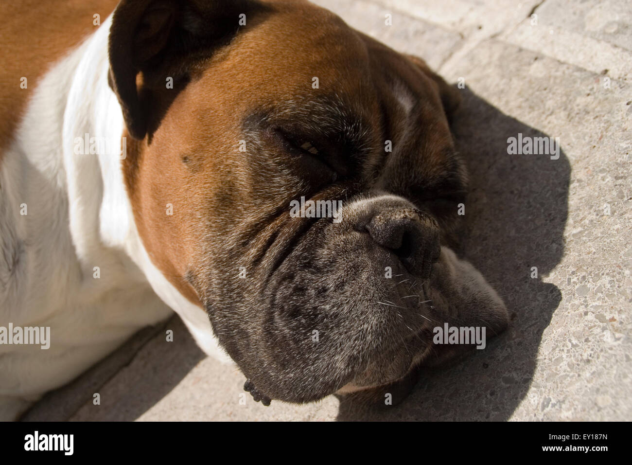 sleeping dog enjoying the sun Stock Photo Alamy