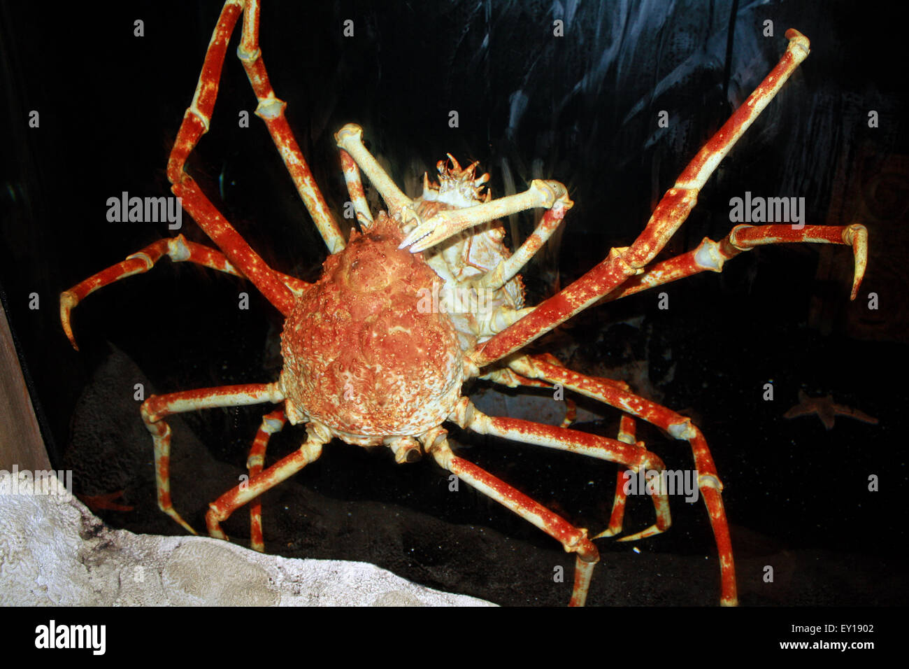 Giant Japanese Spider Crab Macrocheira kaempferi in Atlantis Aquarium Long Island New York Stock Photo