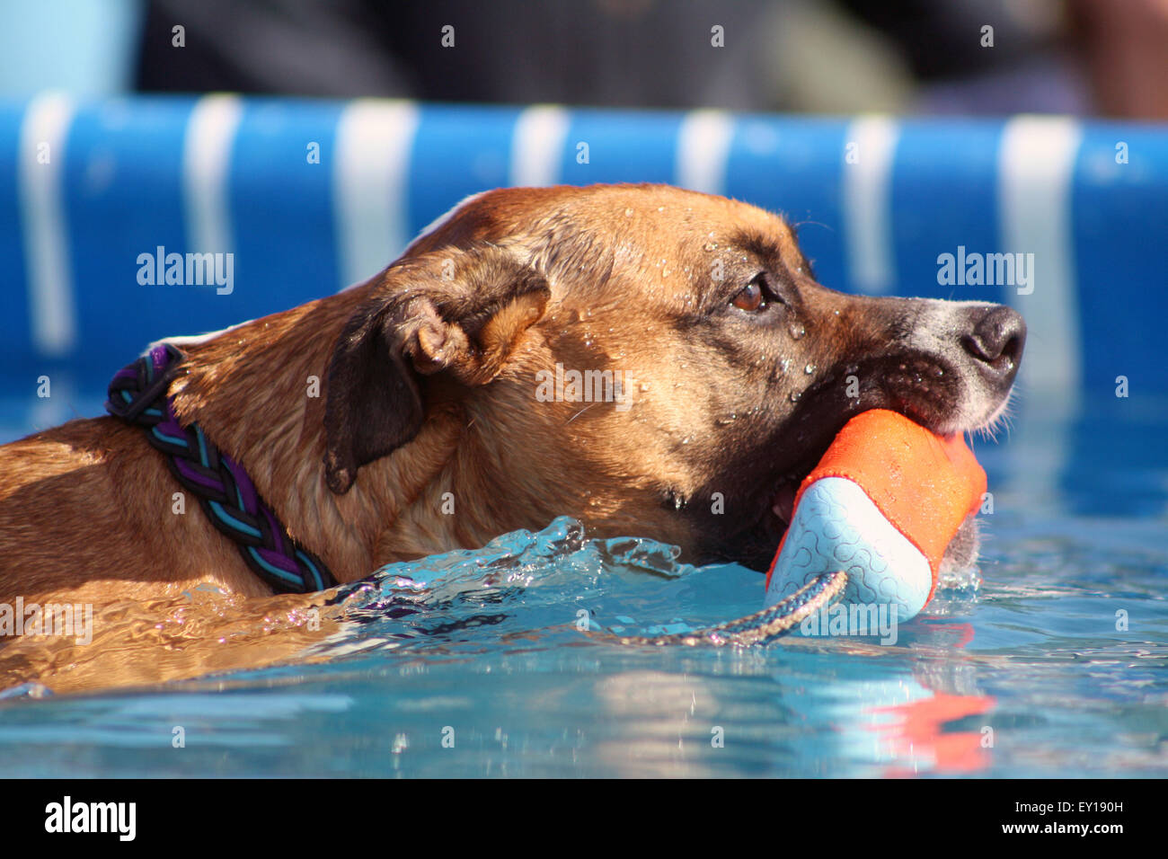 Boxer Dog Mix Training in Water Retrieving Dummy Swimming and Diving Stock Photo